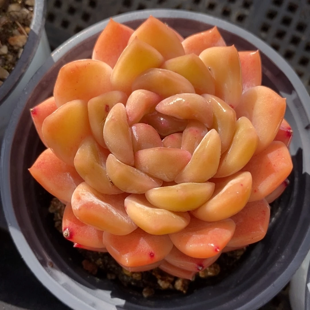 一物一拍多肉植物-下滑链接更多品种选择