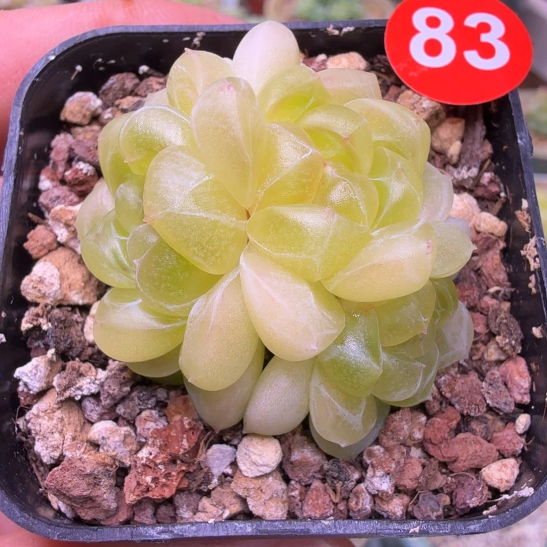 83财富现金3头一物一拍