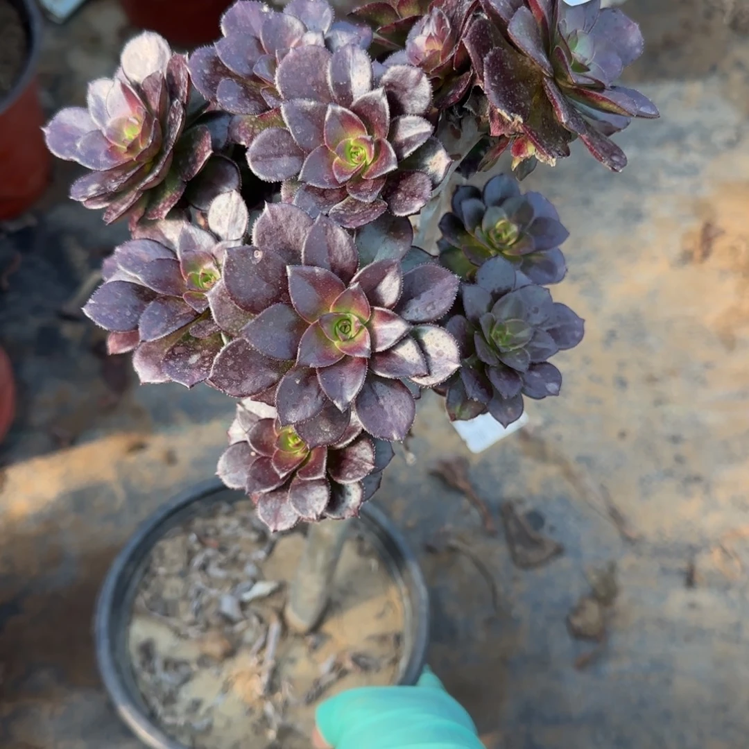 黑豆771满20包邮断枝不包