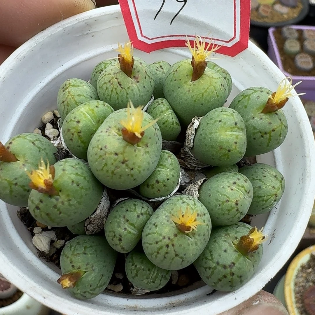 19多肉哈哈哈哈哈哈哈