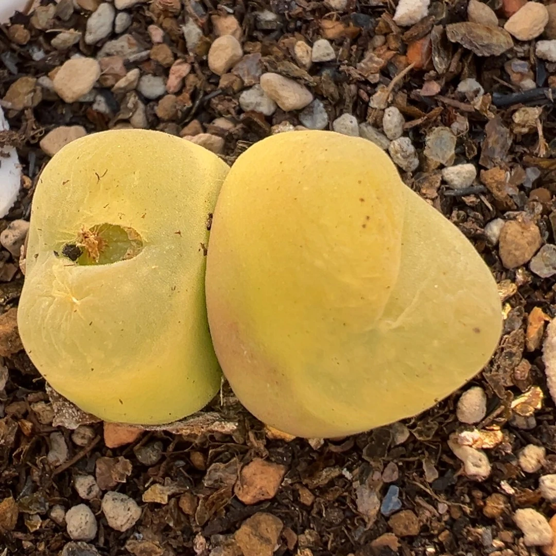 5007多肉植物百科植物