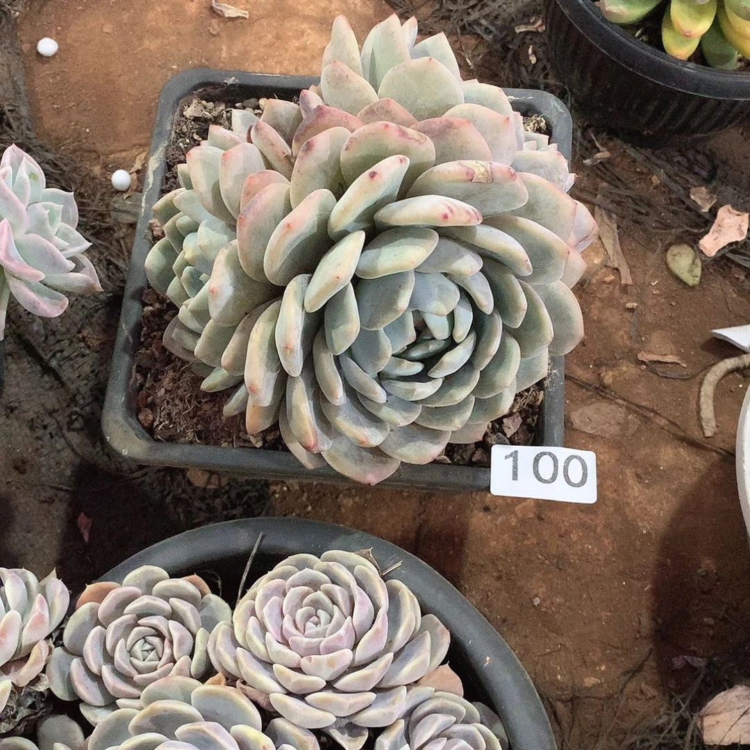 100橙子 一物一拍