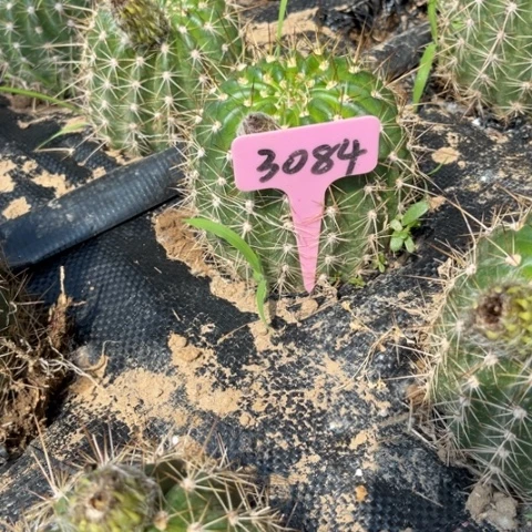 梦**舞清清3-287毛花柱3084