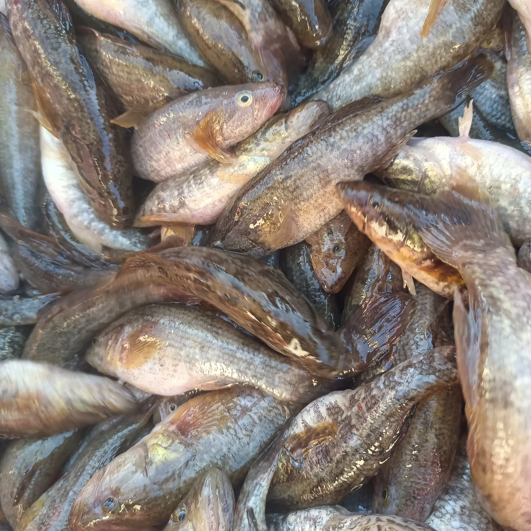 地笼老头鱼中号99/ 4斤，极速锁鲜，冷冻发货，顺丰包邮，怕小勿拍