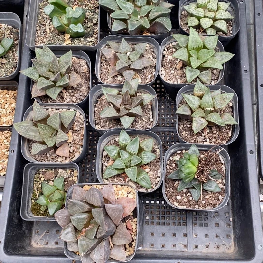 ****兄2834 一整筐全部 中秋福利