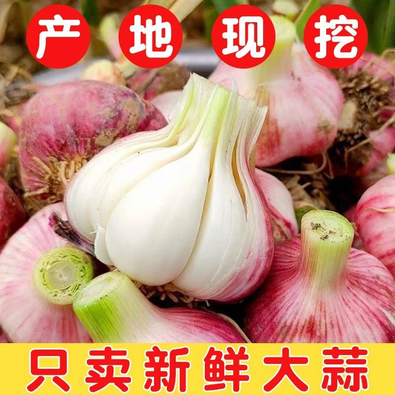 2025新蒜新鲜大蒜湿蒜二斤三斤顺丰包邮