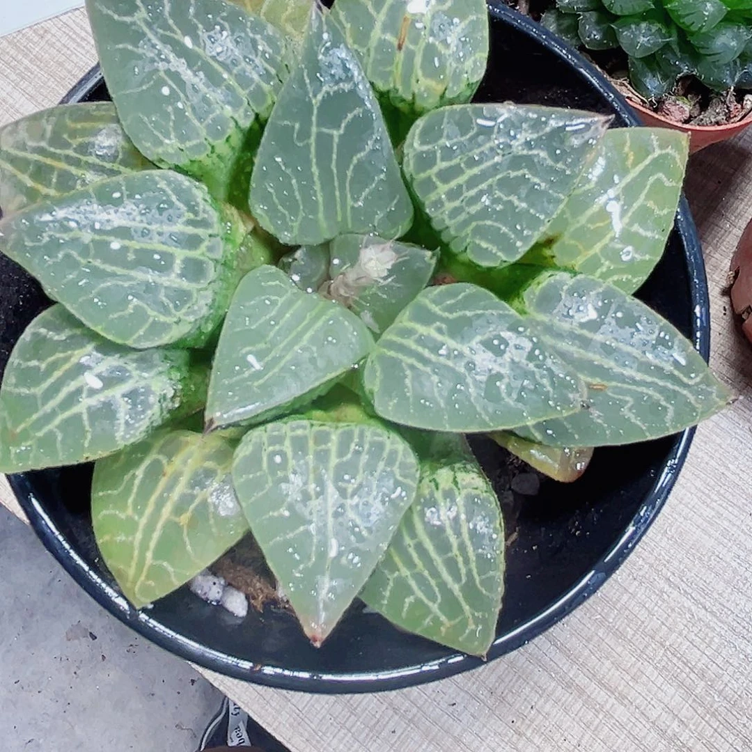 水晶康平多肉植物66666