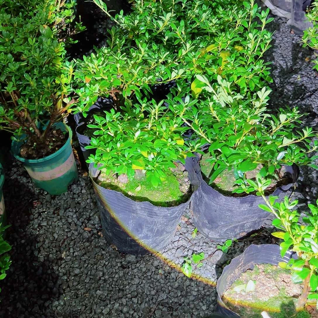 无花朵盆景皋月杜鹃唐狮子牡丹