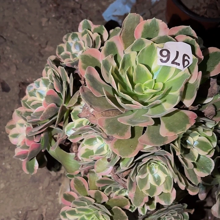976女妖多肉植物不售后