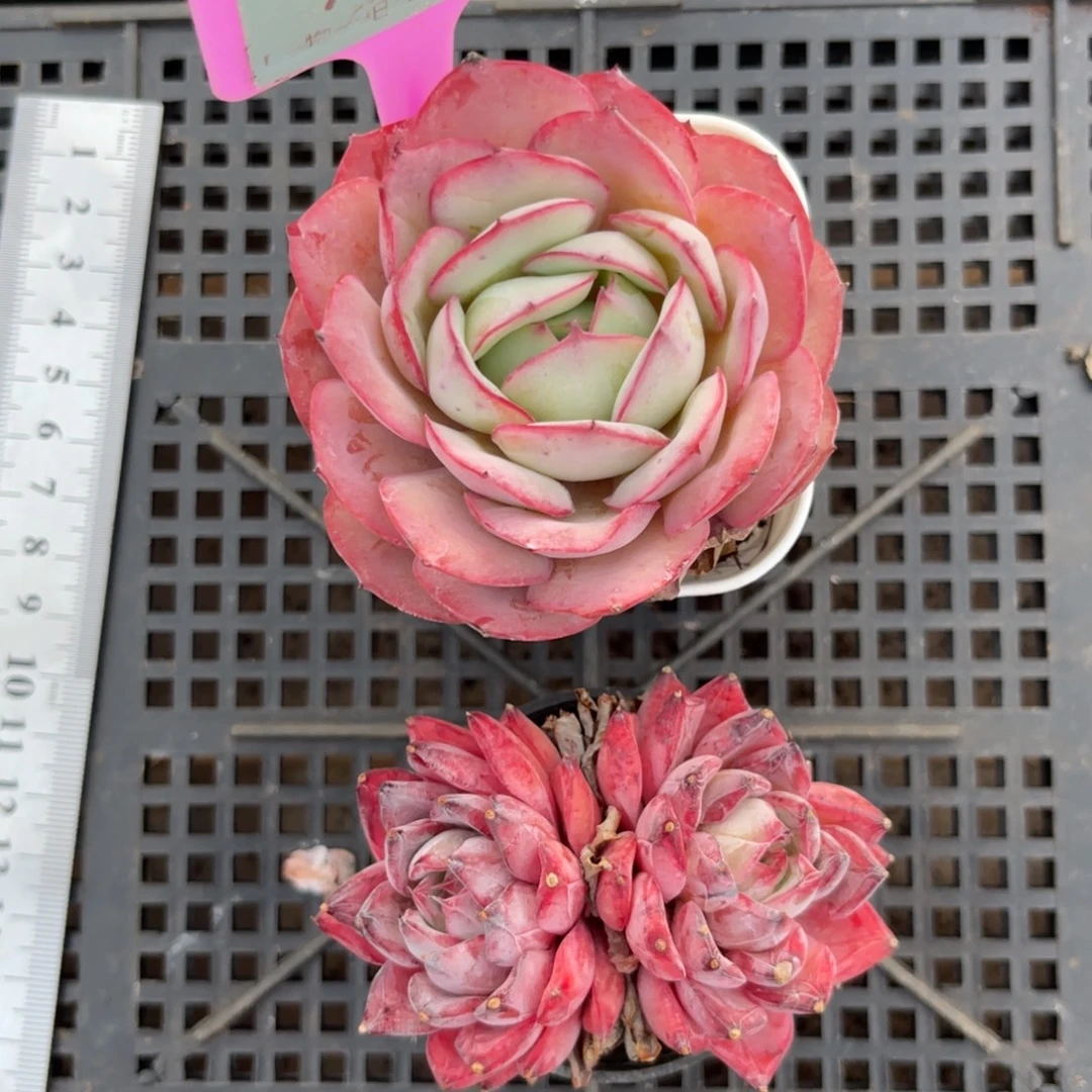 云尘多肉一物一拍937