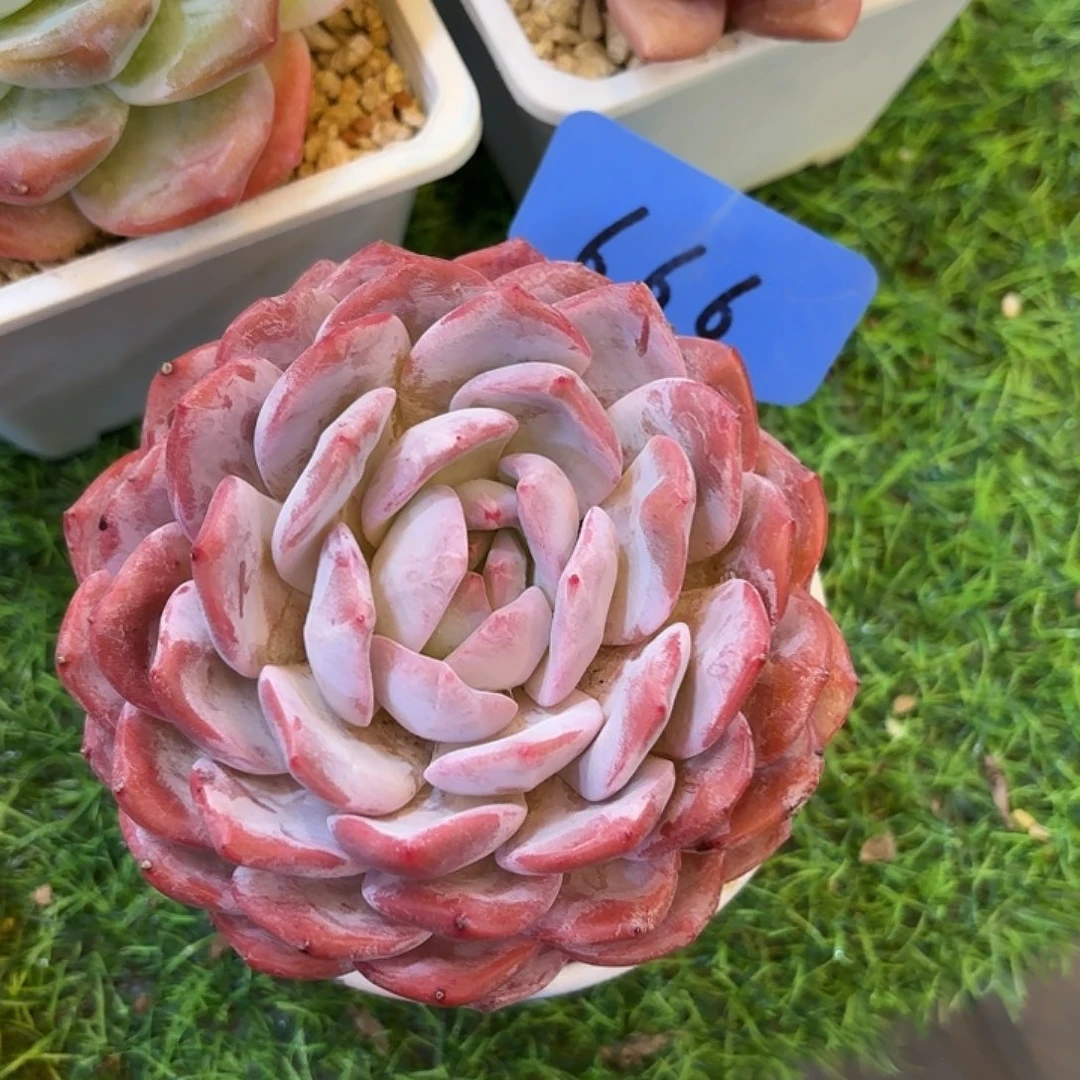 ****好云南金致家精品多肉