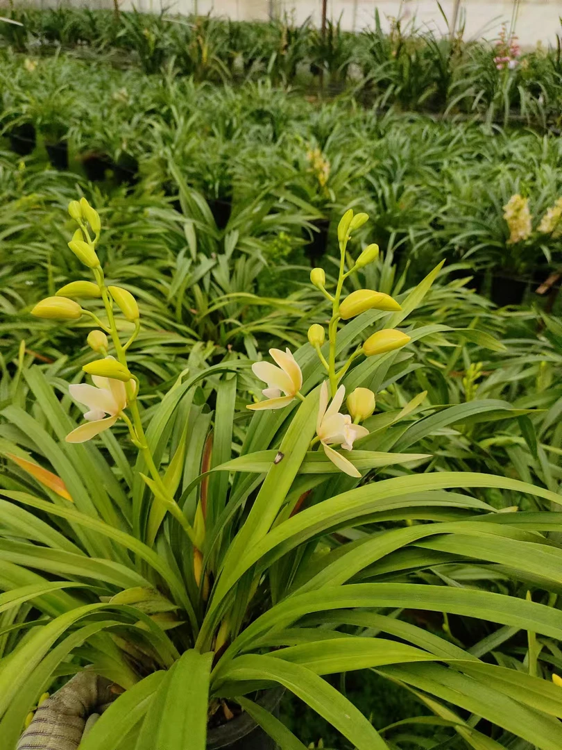 冰雪公主----不带撑杆大花蕙兰盆坏不售后·保温棉不拍冻坏不售后