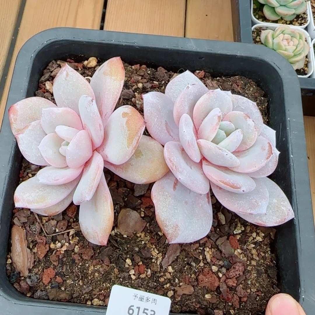 粗桩奶茶，6153多肉植物