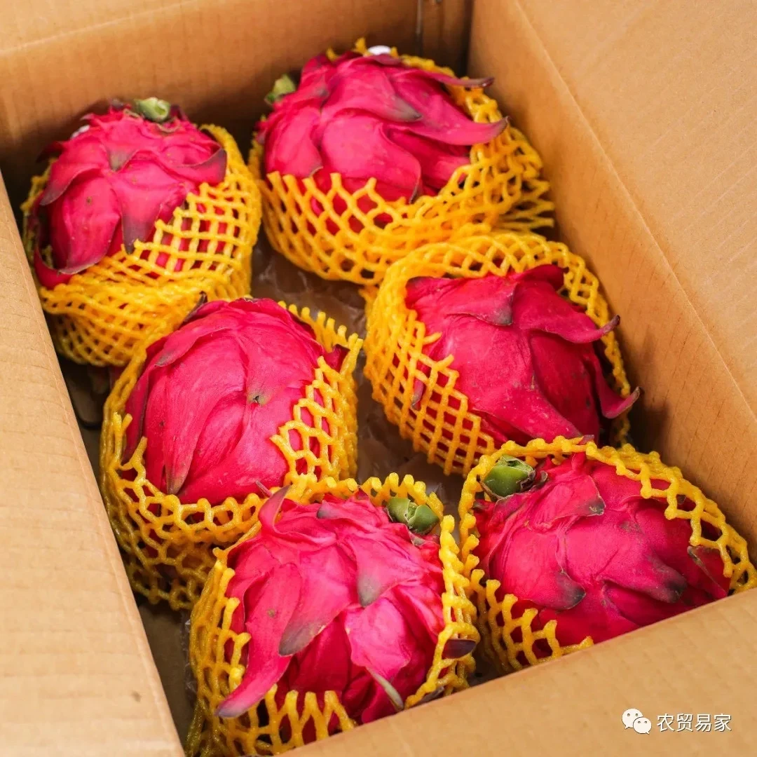 海南  红心   蜜宝  火龙果10元3个