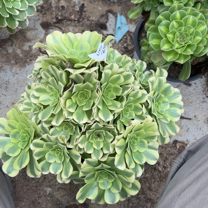 绿豆沙多肉植物067
