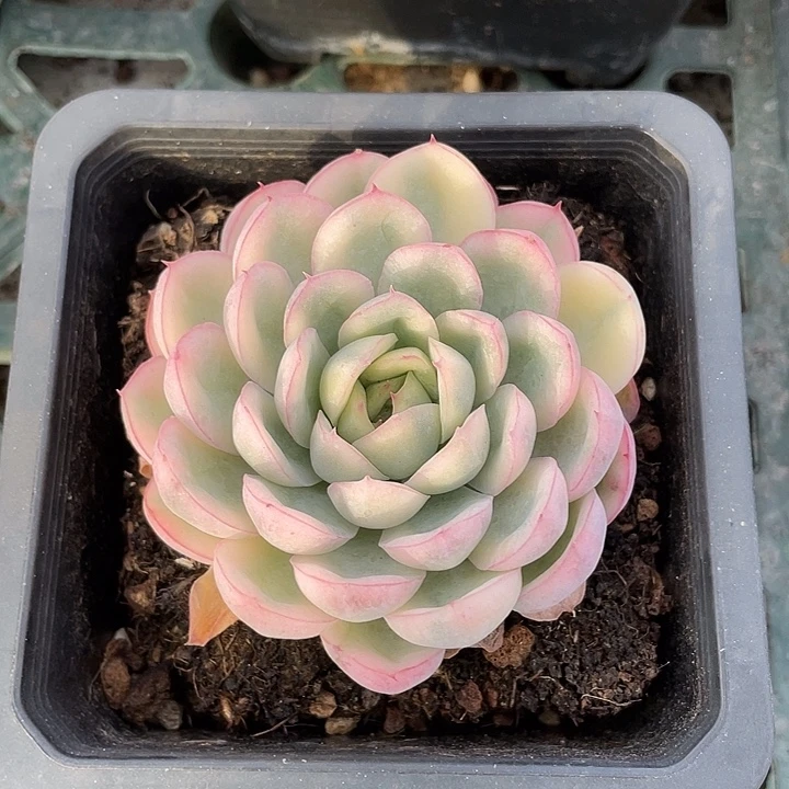 草莓冰锦一物一拍锦龙