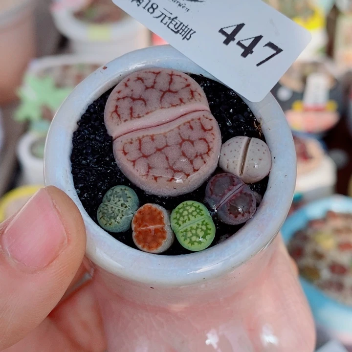 生石花花花花花花花447