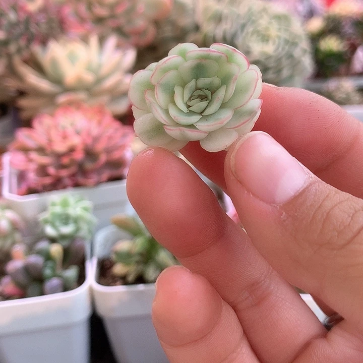 超白基因梦幻玫瑰