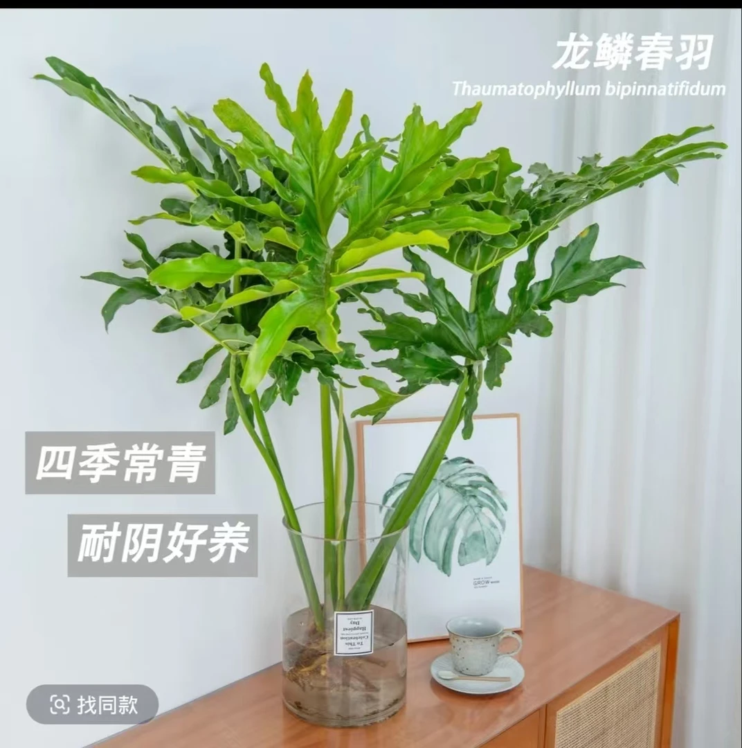 【龙鳞春羽】四季常青可水培好养活耐阴绿植【实物以直播间为准】