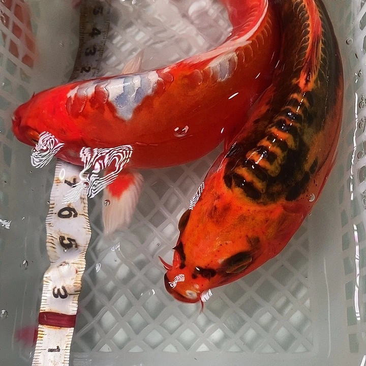 锦鲤冷水锦鲤包邮