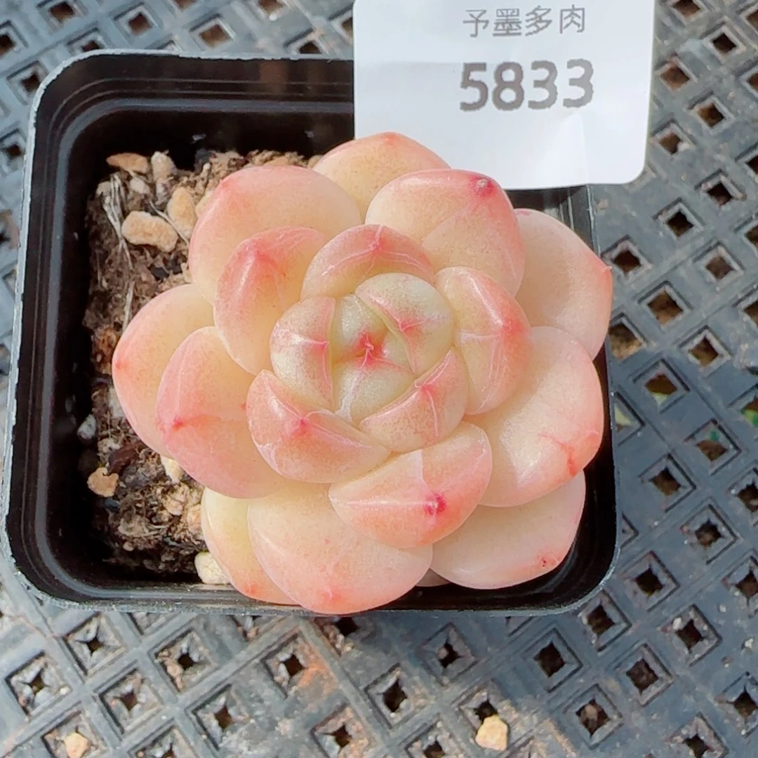 倾城珍妮，5833多肉植物