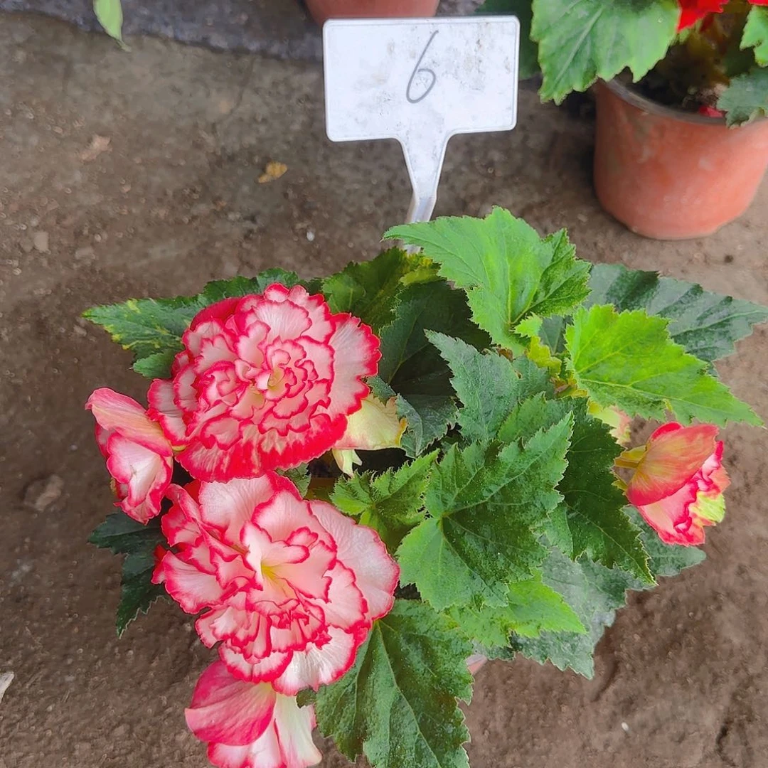 无花朵夫妻海棠种球系列6