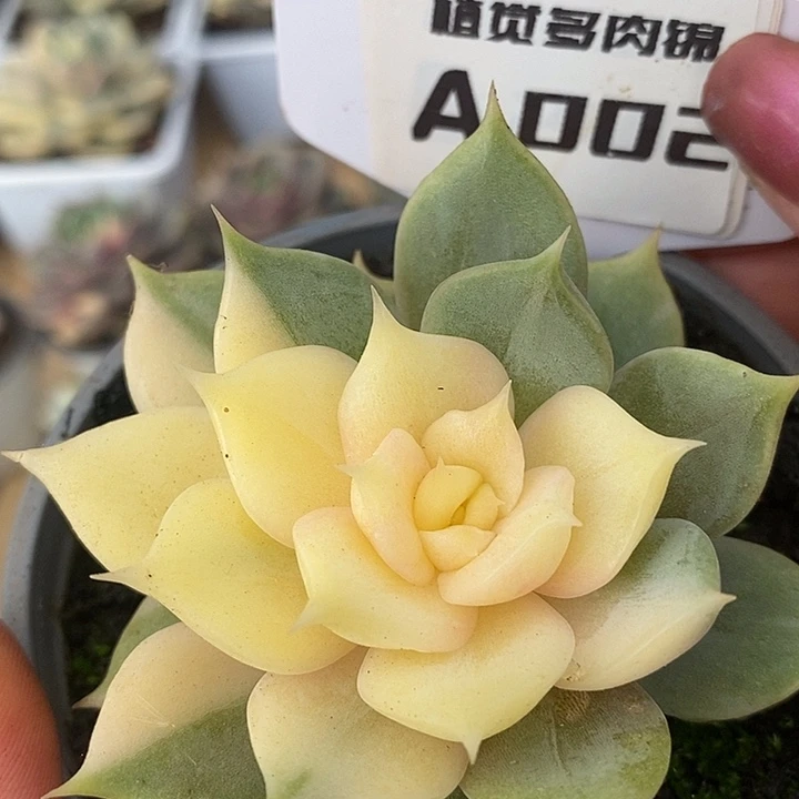 02贝加尔湖哈哈哈哈