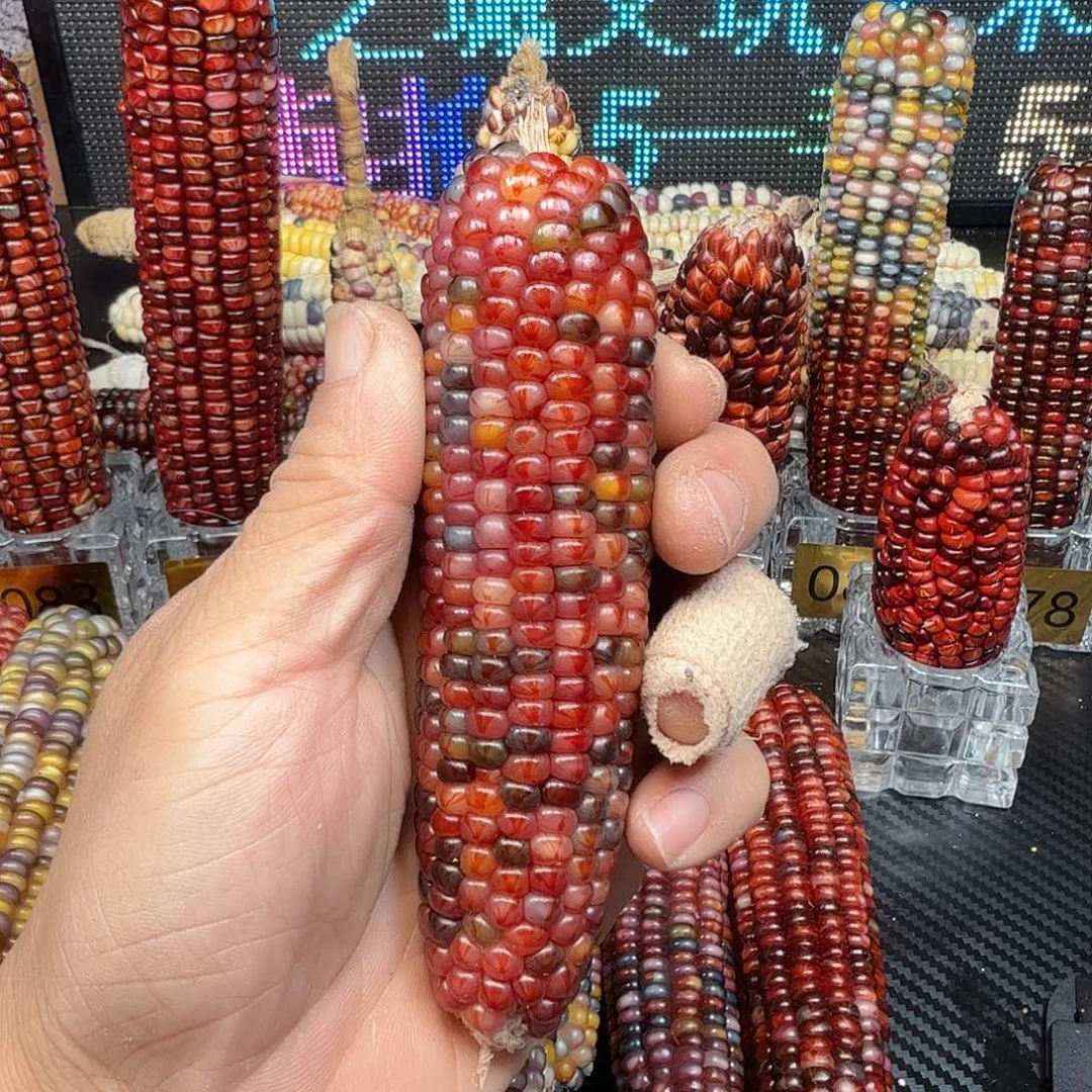 ****。大叶紫檀（黑酸枝木类）