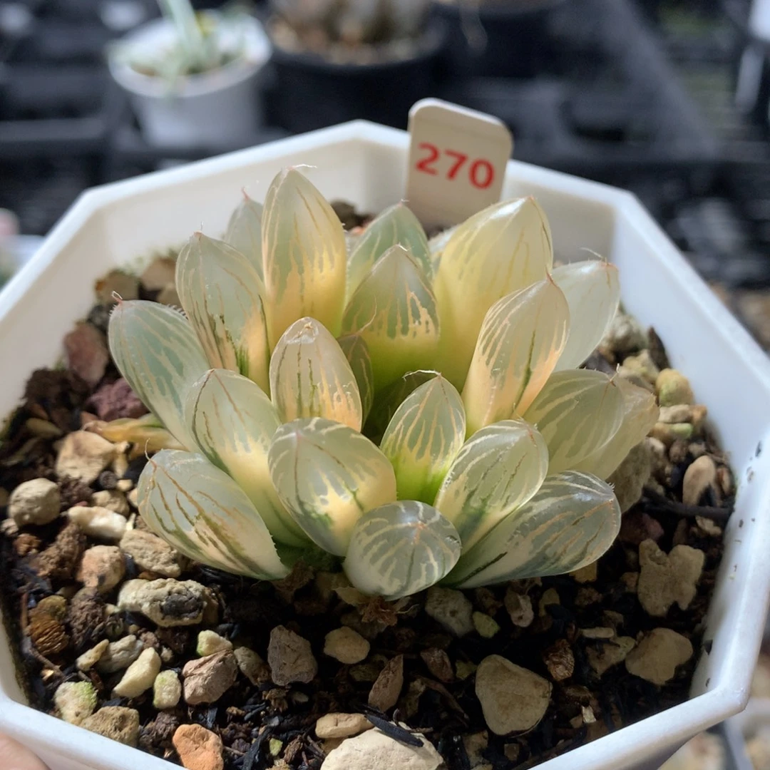 以实际为准270胭脂