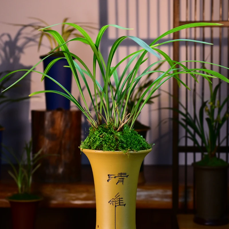 建兰【水晶皇梅】高端紫砂盆 室内好养易活顺丰包邮