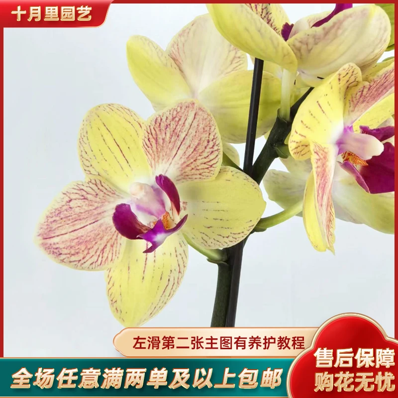 十月里园艺【三色鸟】开花株带花发货 蝴蝶兰基地批发