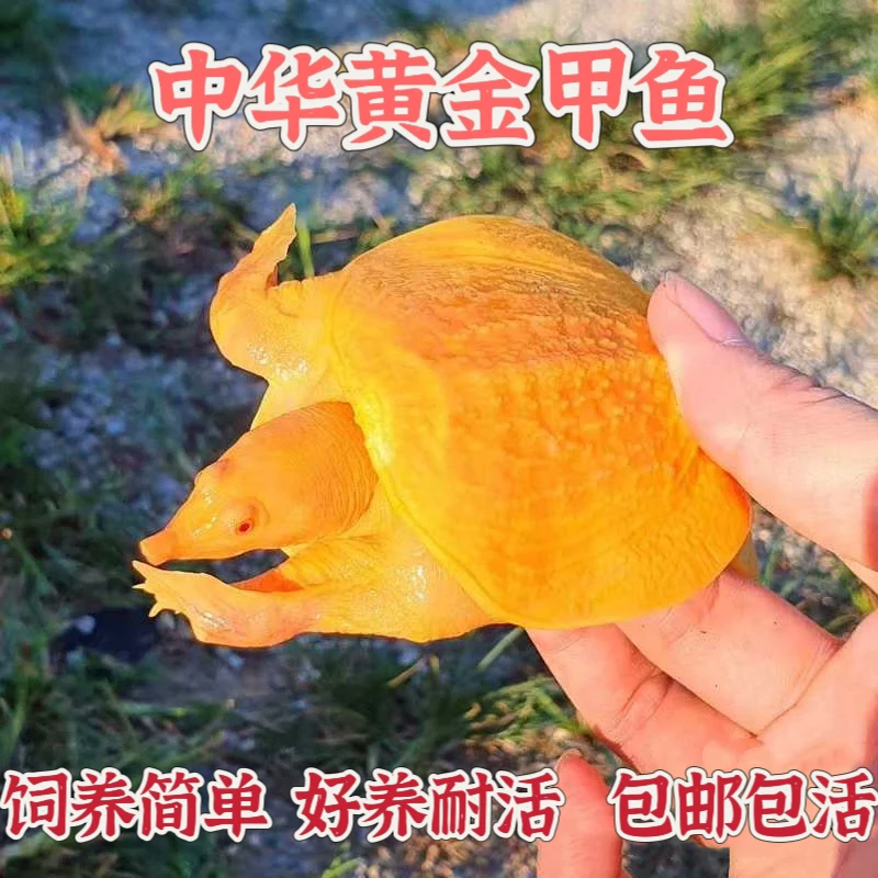 黄金甲鱼观赏鱼淡水鱼黄金鳖好养活鱼