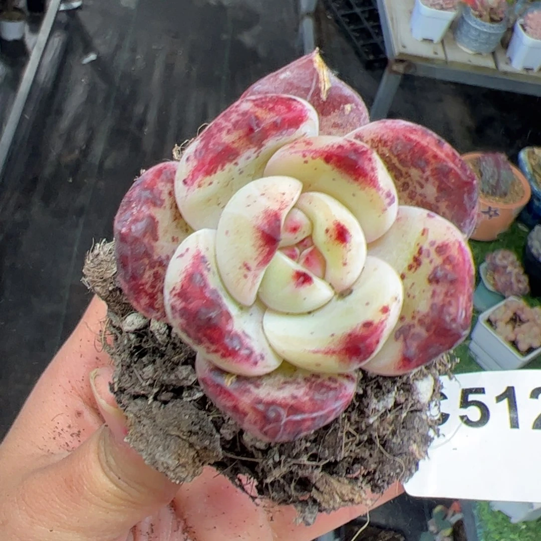 彩***落512 满38包邮一物一拍