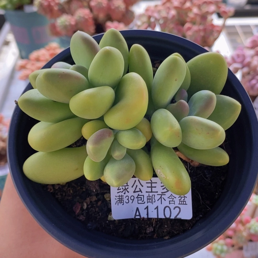 芒果kk奶9cm1102多肉植物