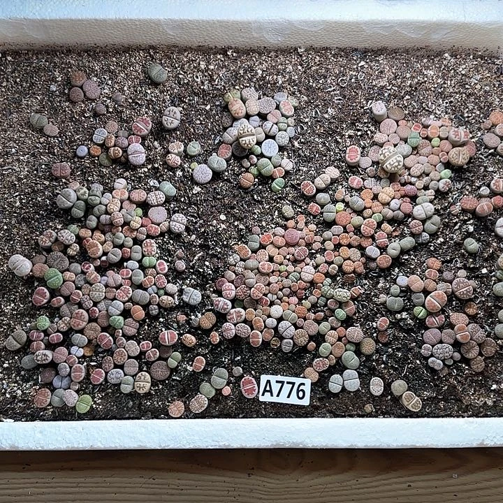A776 生石花脱土发货