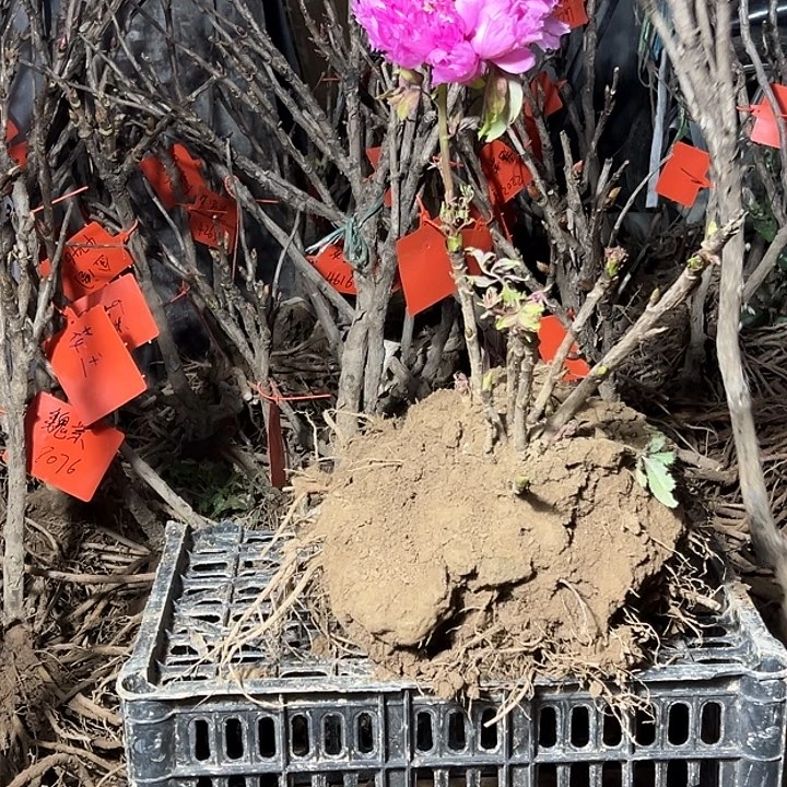 连***余完全开放紫罗兰大颗带花苞