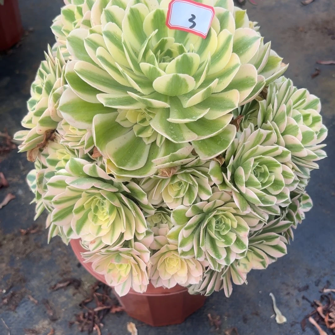 3迈巴赫多肉植物绿植有伤