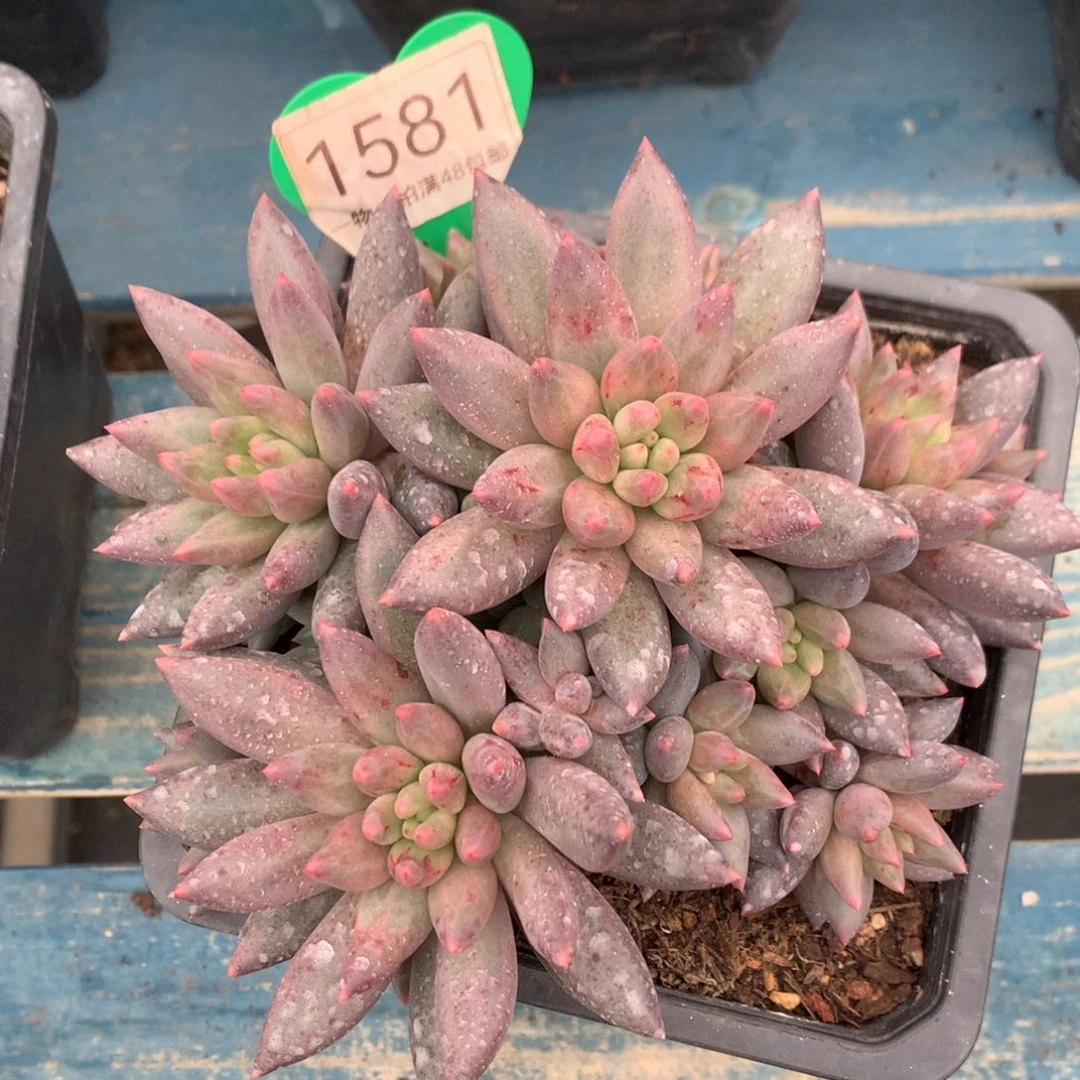 红蜻蜓无砍一物一拍1581