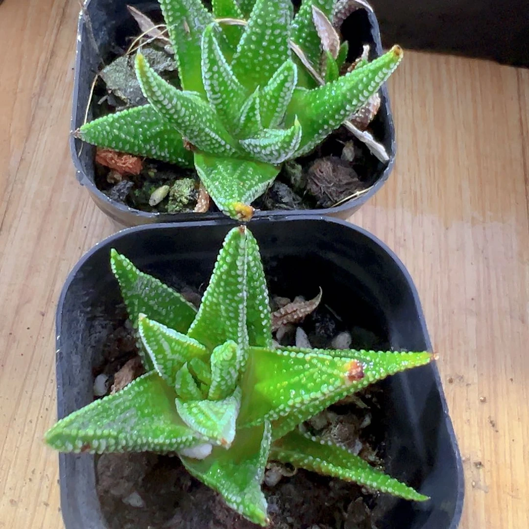 地上星硬叶多肉多肉一颗