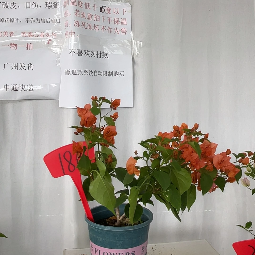 当前无花栽培后可以开花186泰国橙公主扦插苗