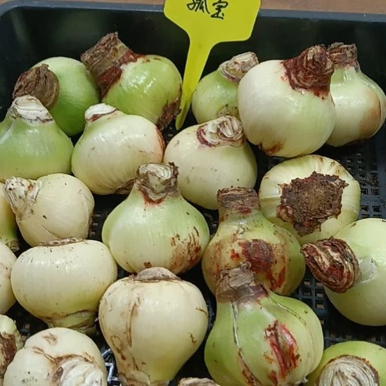 无花朵孤宝5-6丑球发一个