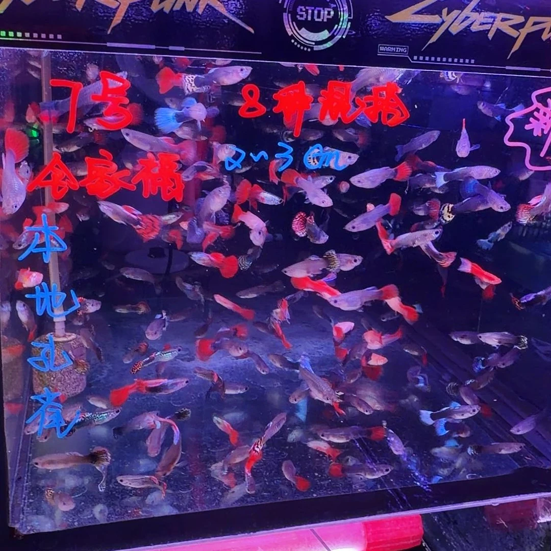 孔雀鱼全家福30条(21条送9条备损)