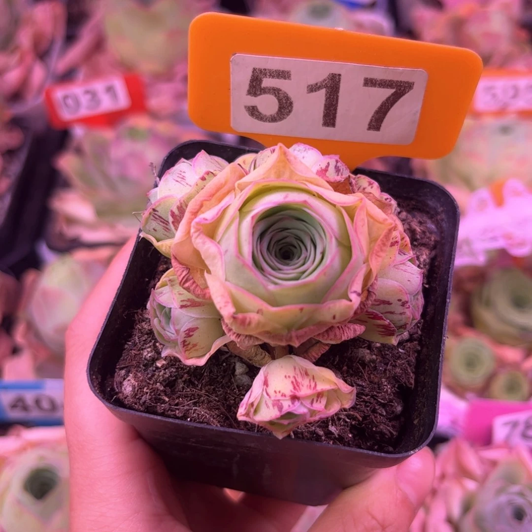 完全开放姝帕手捧花一物一拍ff517