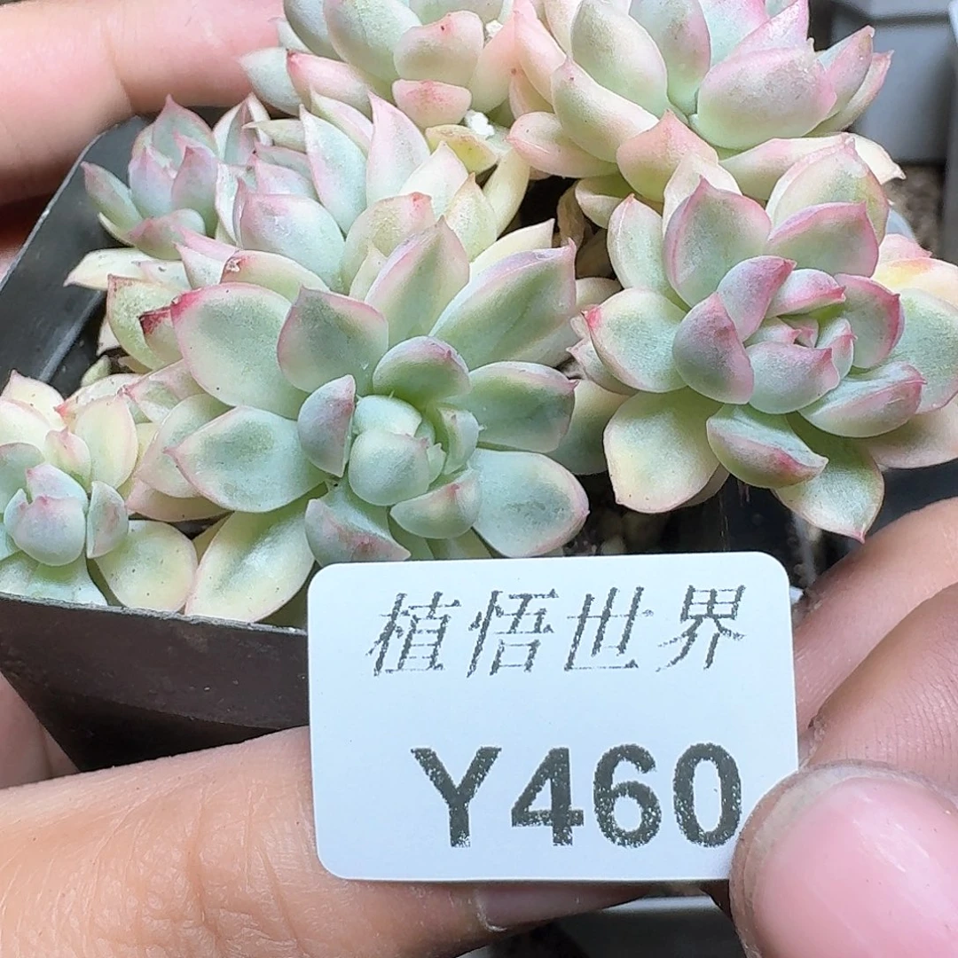 460盒多肉植物哇f f