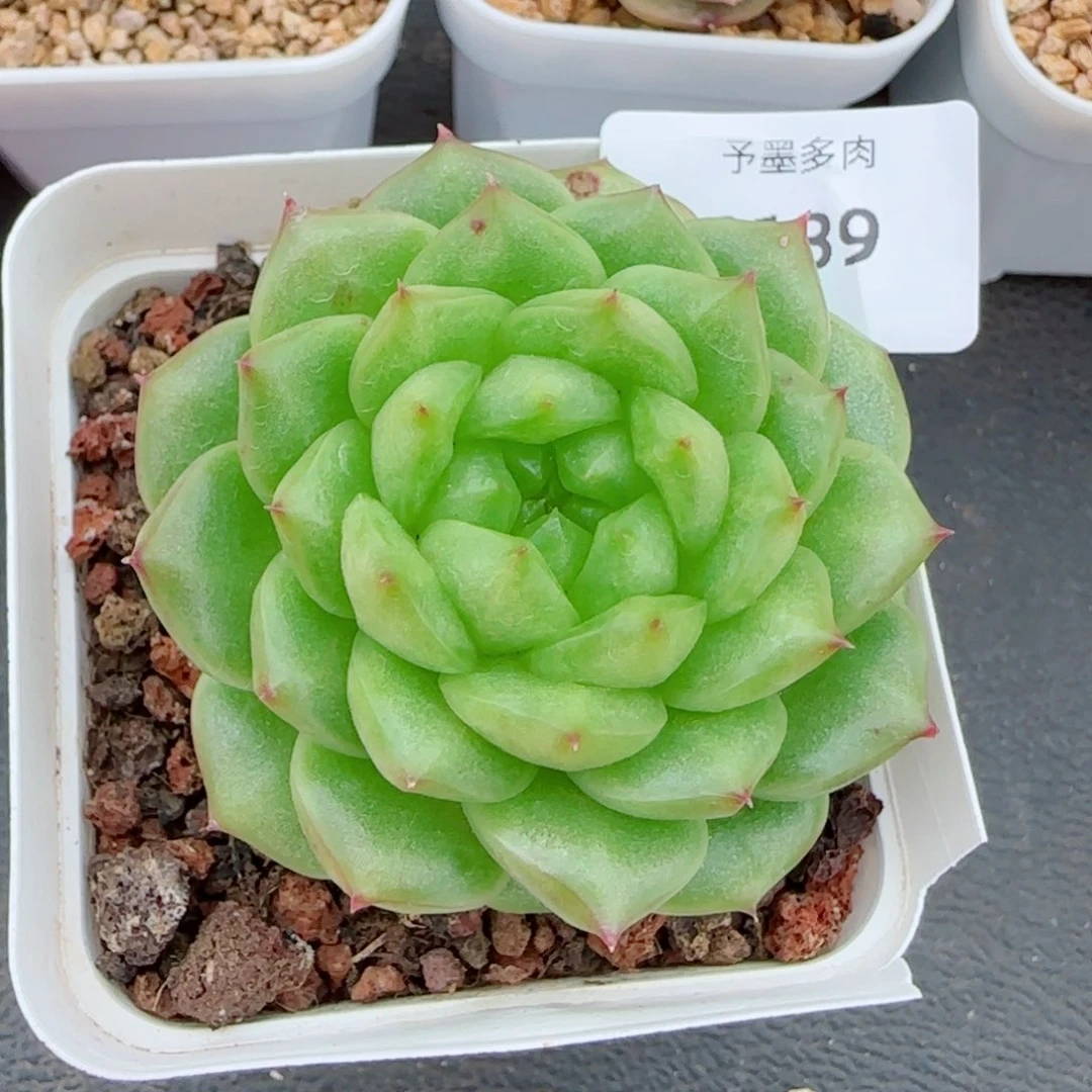 灯泡珍妮，9139多肉植物