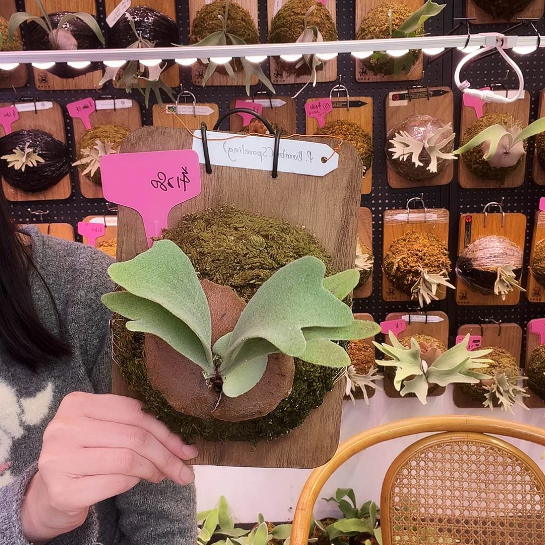 tonkla斑比鹿角蕨