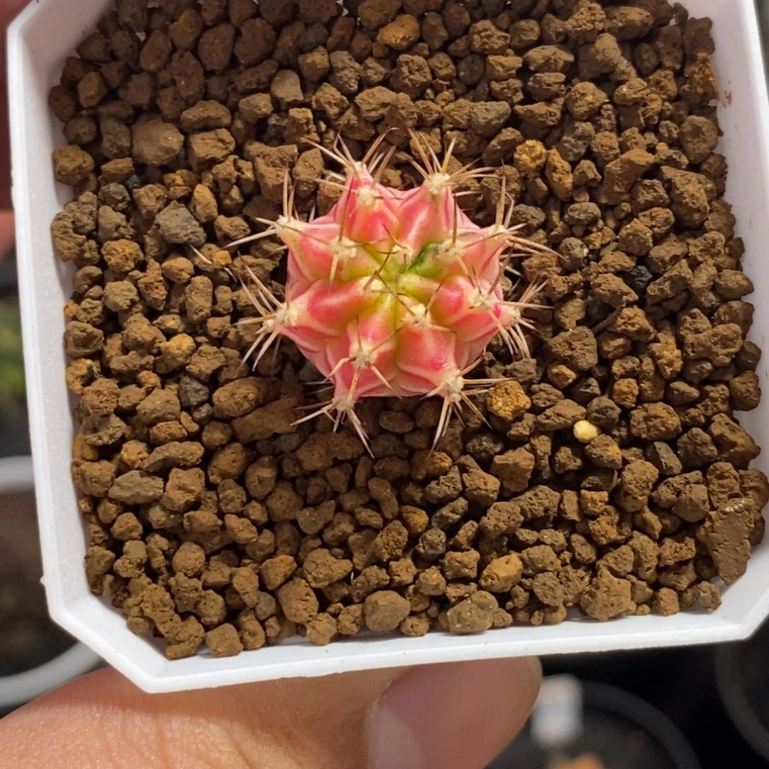 彩虹梦侧芽—带盆土发货36