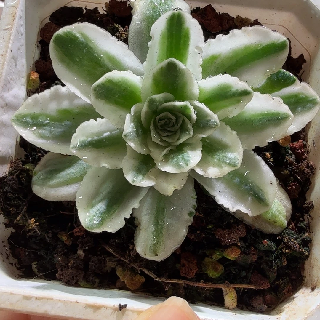 冬雪玫瑰锦，多肉植物