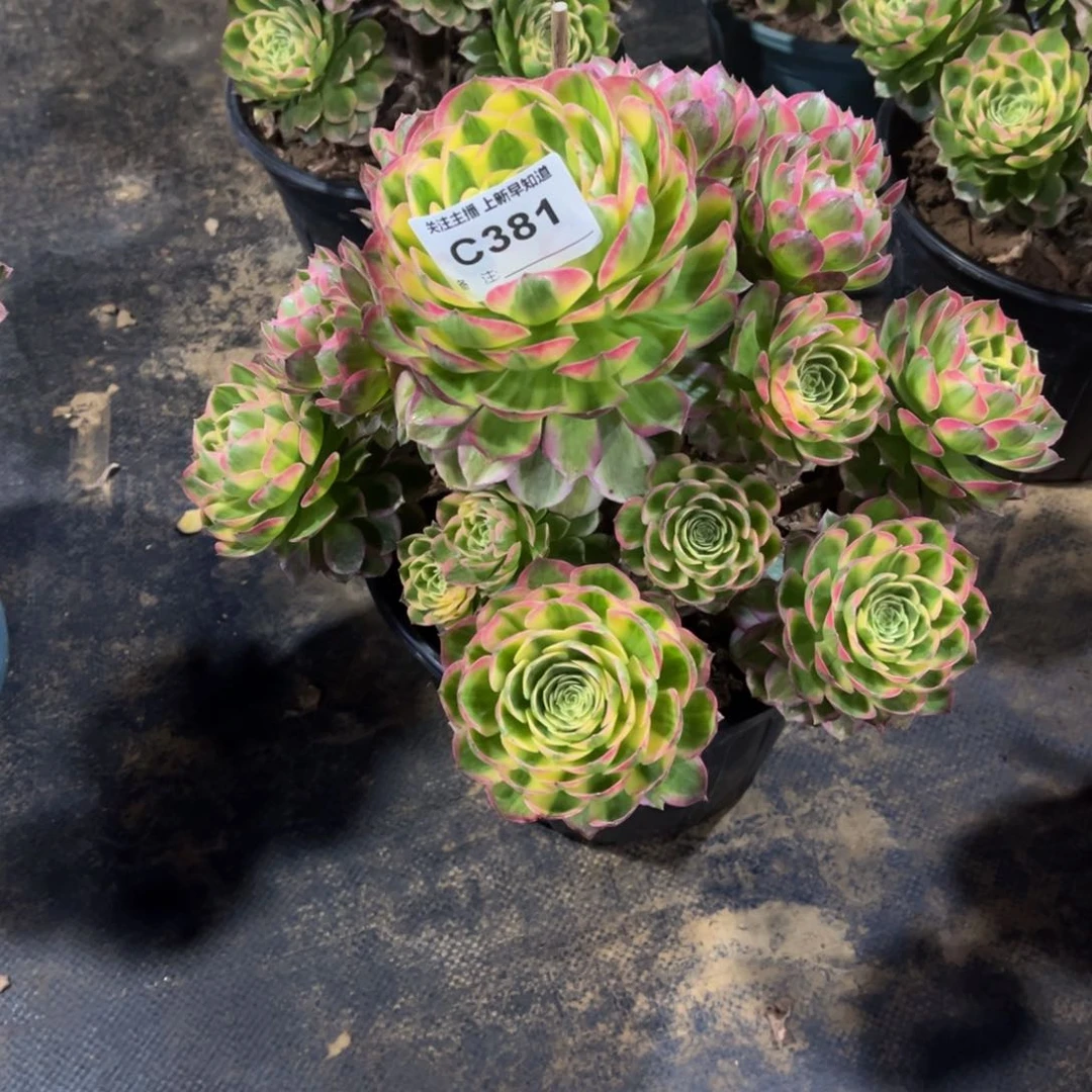 小*多肉植物381海王