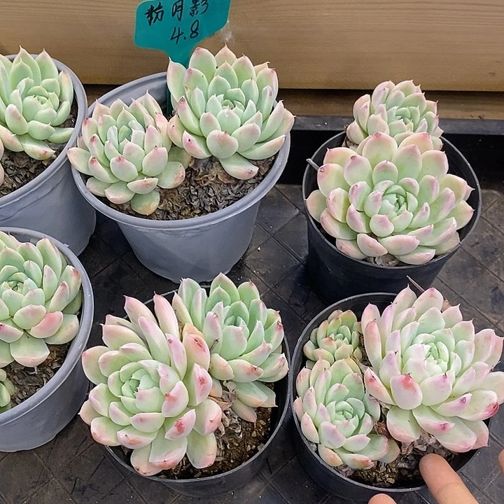 团 粉月影 福利多多